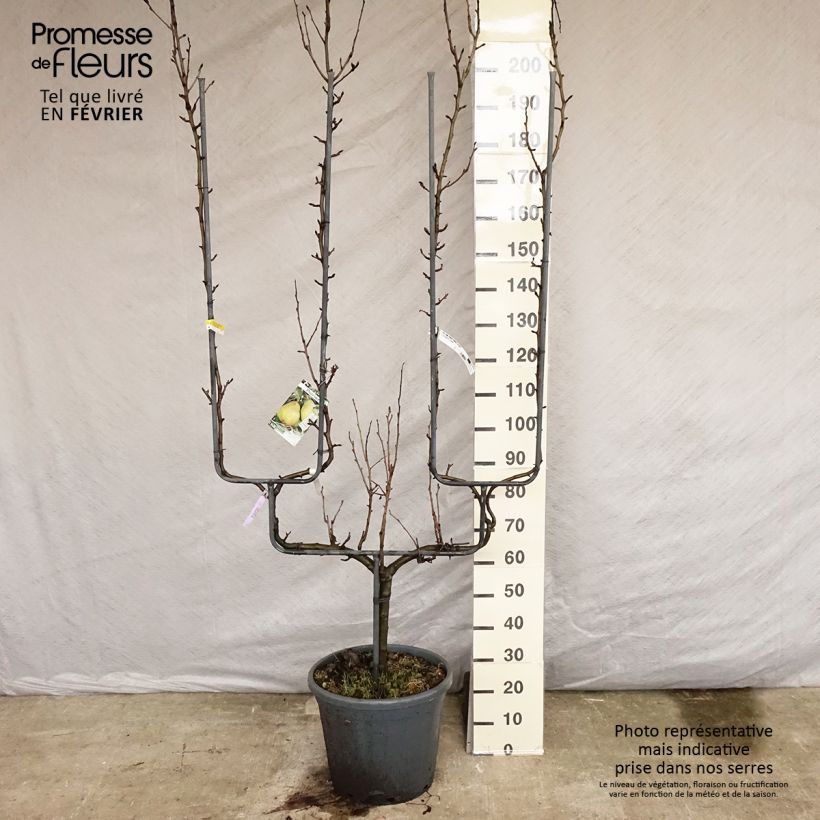 Poirier - Pyrus communis General Leclerc Palmette double U en pot de 30l/35l esemplare consegnato in inverno