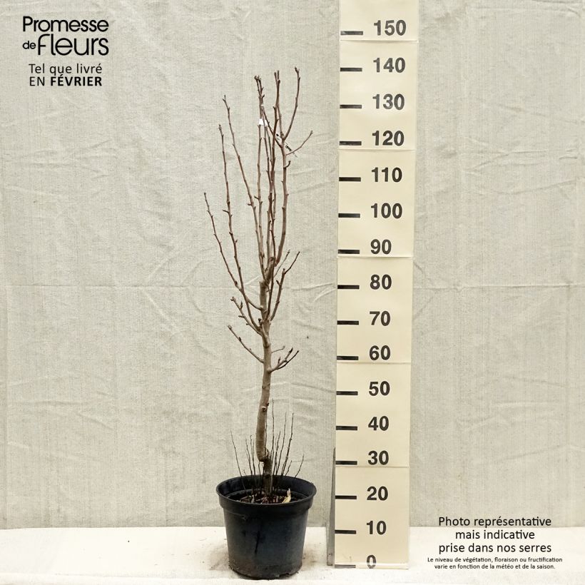 Poirier - Pyrus communis Jeanne Darc Gobelet en pot de 7,5l/10l esemplare consegnato in inverno