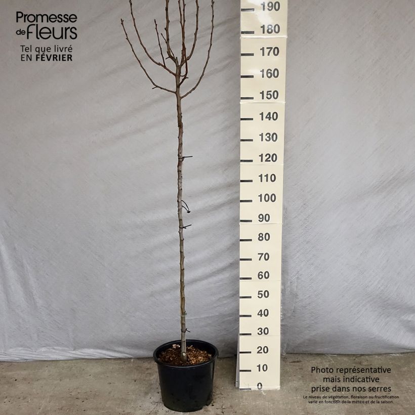 Poirier William's - Demi-tige en pot de 7.5L/10L esemplare consegnato in inverno