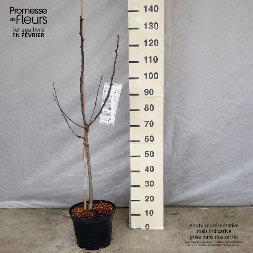 Poirier William's Rouge - Gobelet en pot de 7,5L ou 10L esemplare consegnato in inverno