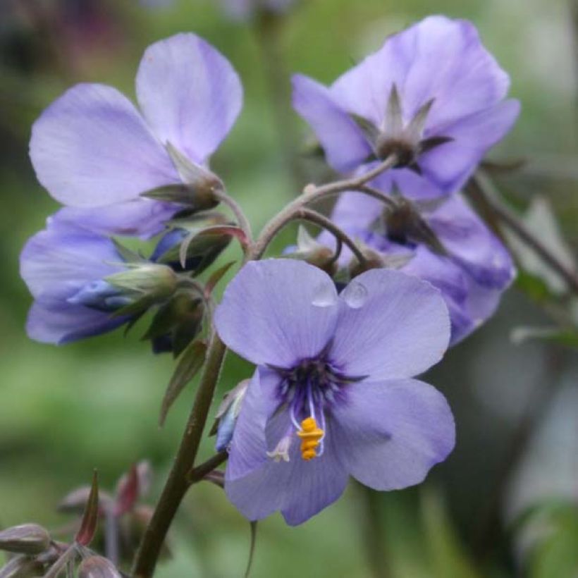 Polemonium Bressingham Purple (Fioritura)