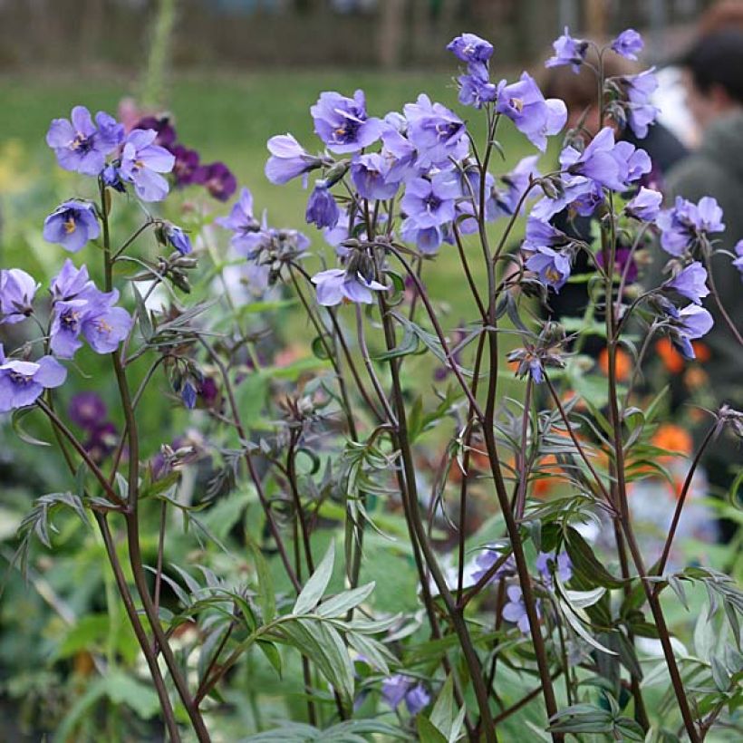 Polemonium Bressingham Purple (Porto)