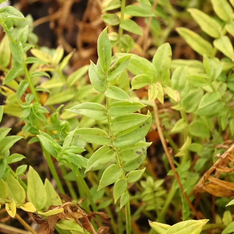 Polemonium yezoense Halfway to Paradise (Fogliame)