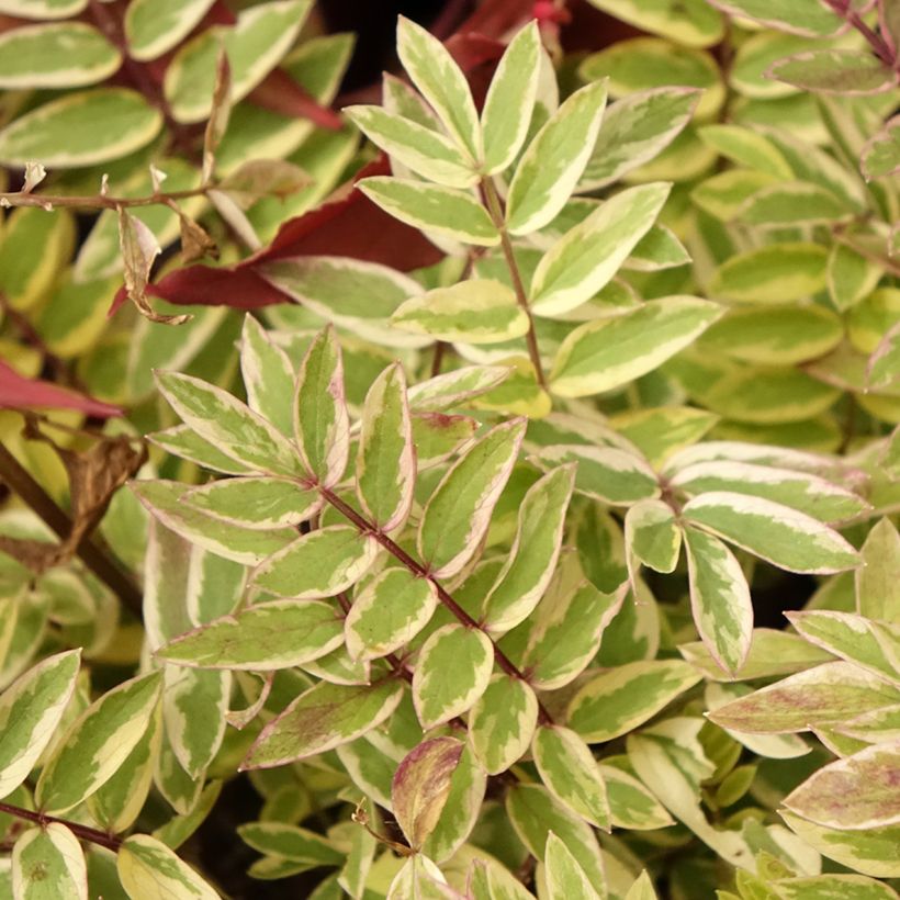 Polemonium pulcherrimum Golden Feathers (Fogliame)