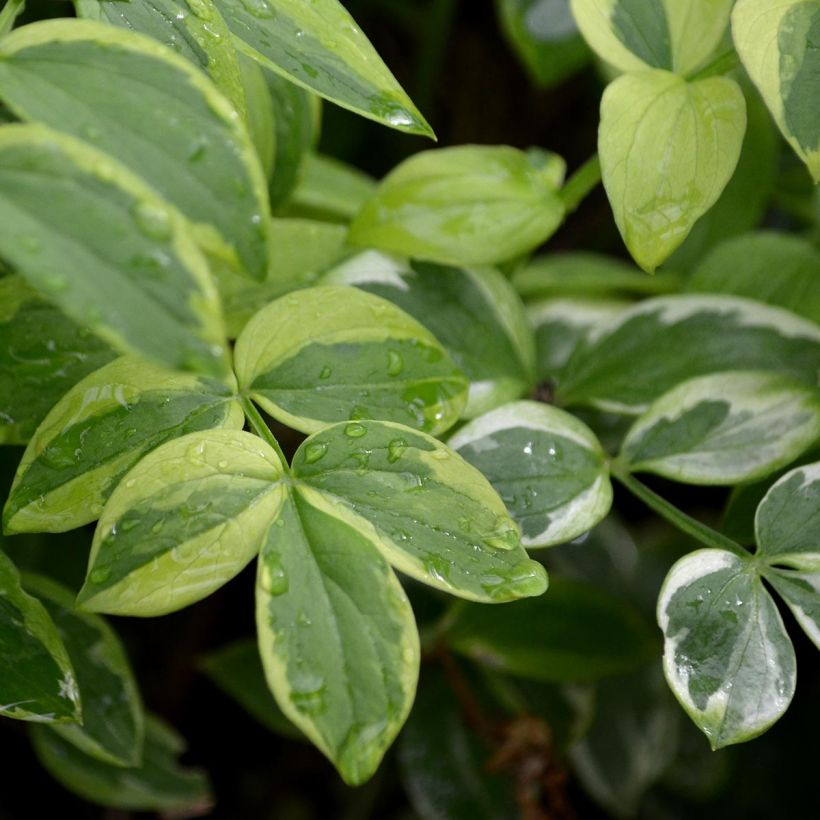 Polemonium reptans Stairway to Heaven (Fogliame)