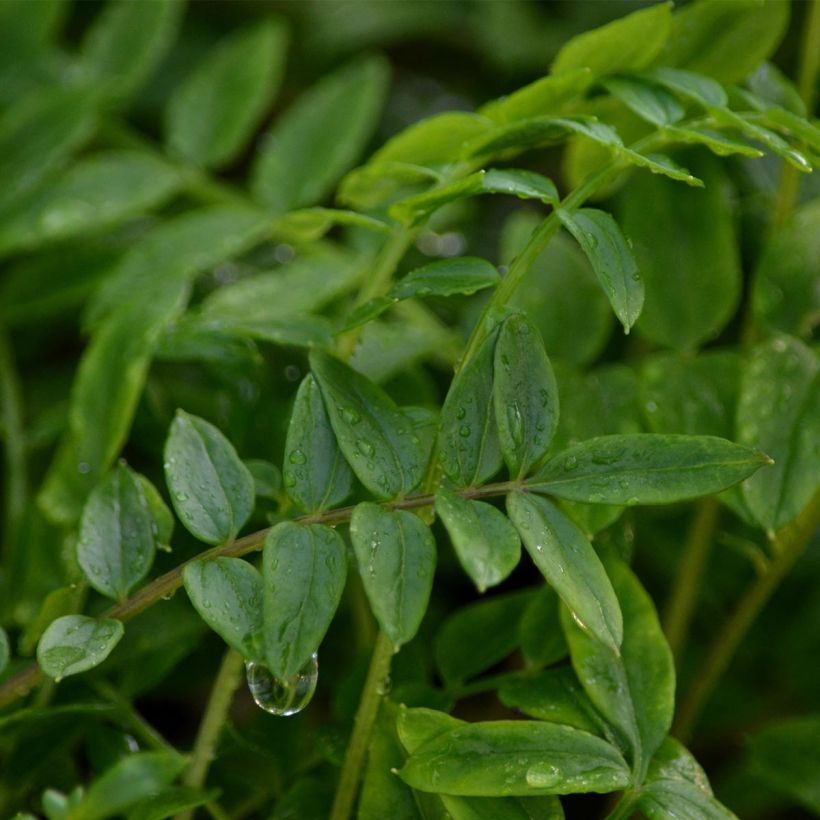 Polemonium Bressingham Purple (Fogliame)