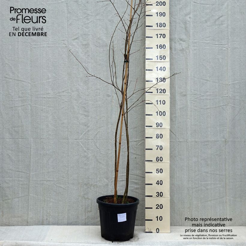 Poliothyrsis sinensis - Arbre aux fleurs de perles - Pot de 20L esemplare consegnato in inverno