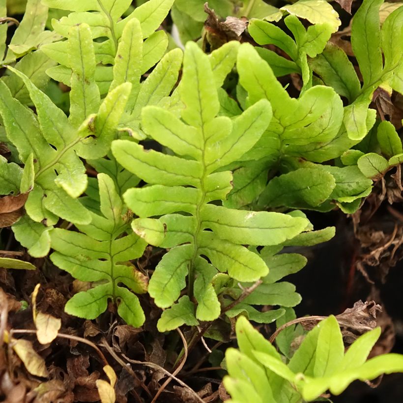 Polypodium cambricum Whitley Giant - Polipodio meridionale (Fogliame)