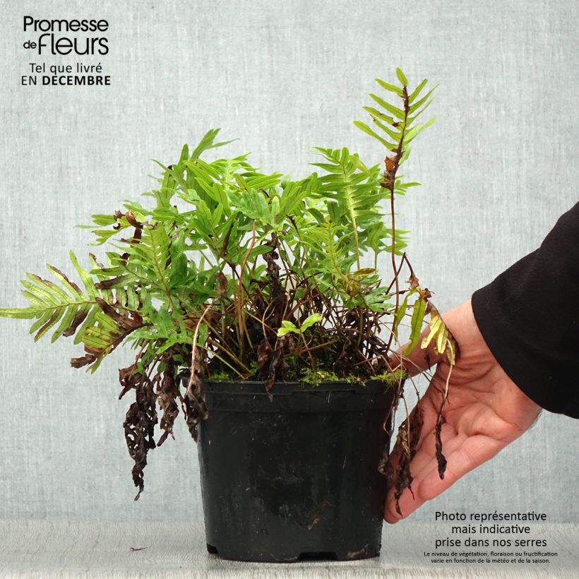 Polypodium Whitley Giant - Fougère, Polypode - Pot de 2L/3L esemplare consegnato in inverno