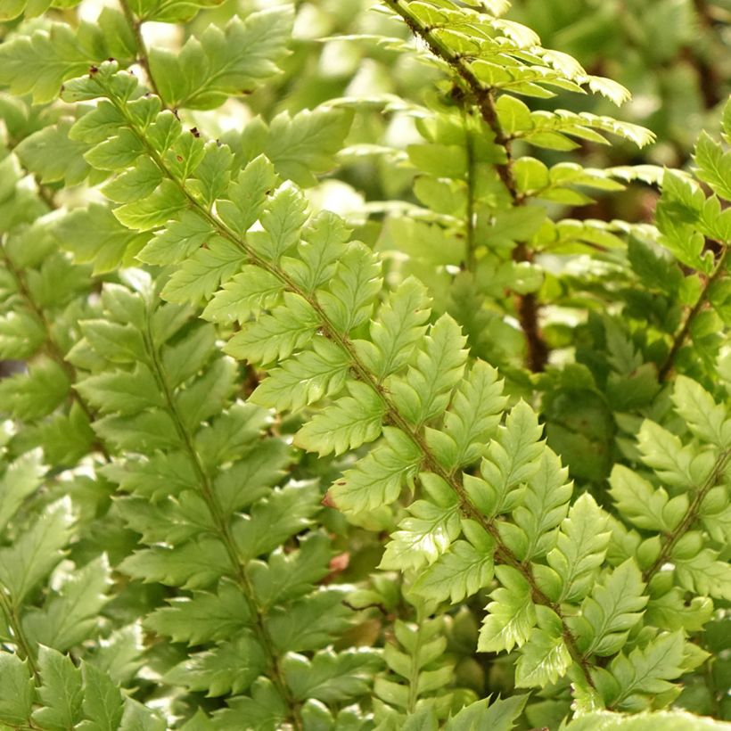 Polystichum neolobatum (Fogliame)