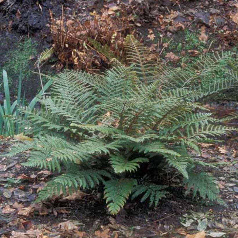 Polystichum polyblepharum (Porto)