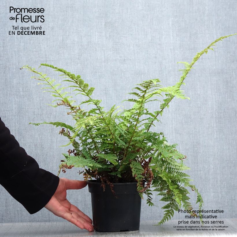 Polystichum setiferum - Aspidie à cils raides Herrenhausen Pot de 2L esemplare consegnato in inverno