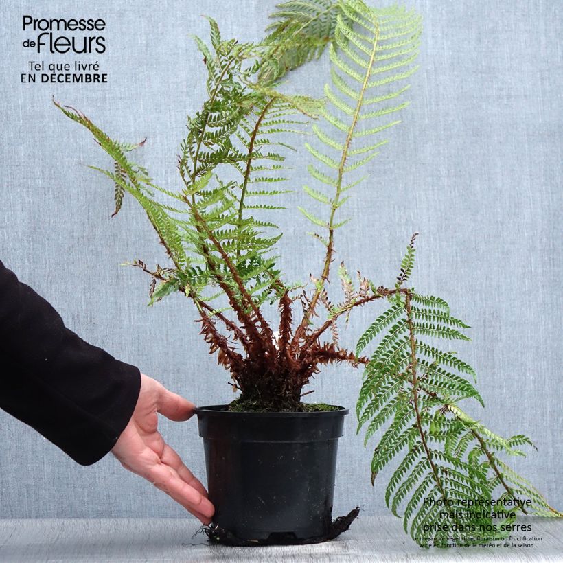 Polystichum setiferum Plumosum Bevis - Aspidie à cils raides Pot de 2L/3L esemplare consegnato in inverno