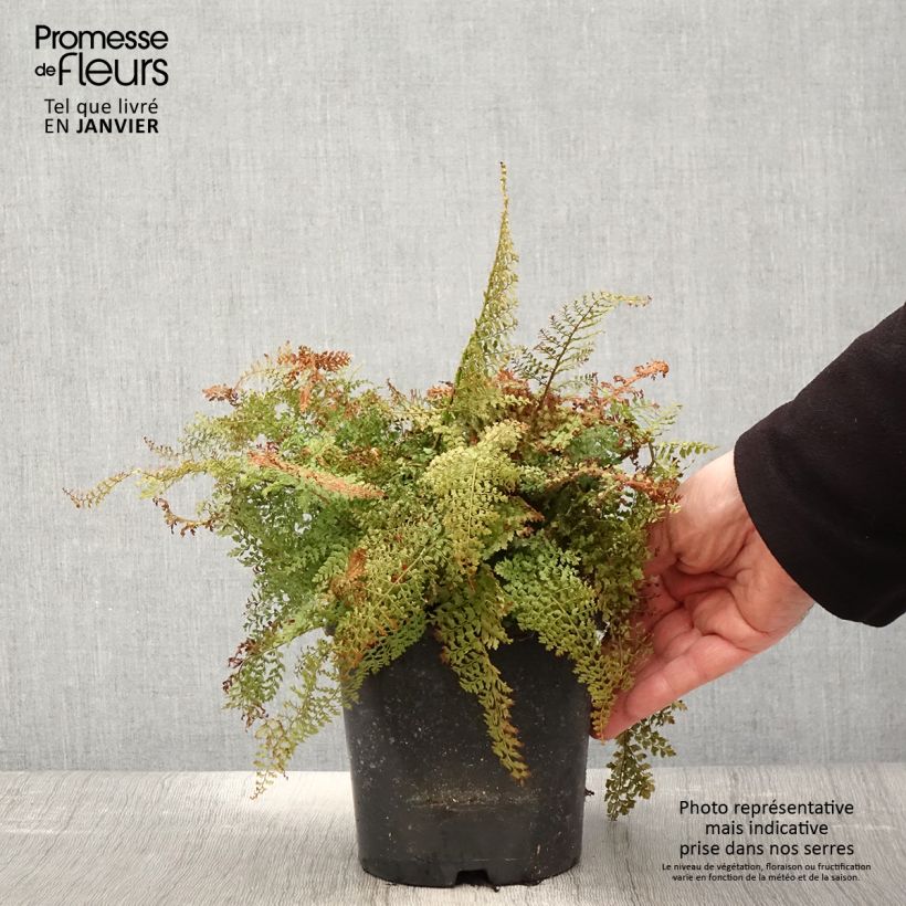 Polystichum setiferum Plumosum Densum - Fougère Pot de 2L esemplare consegnato in inverno