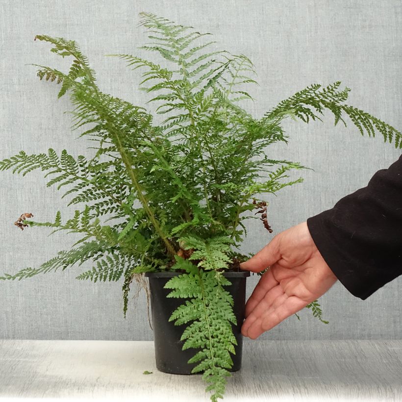 Polystichum setiferum Proliferum - Fougère - Pot de 2L/3L esemplare consegnato in primavera