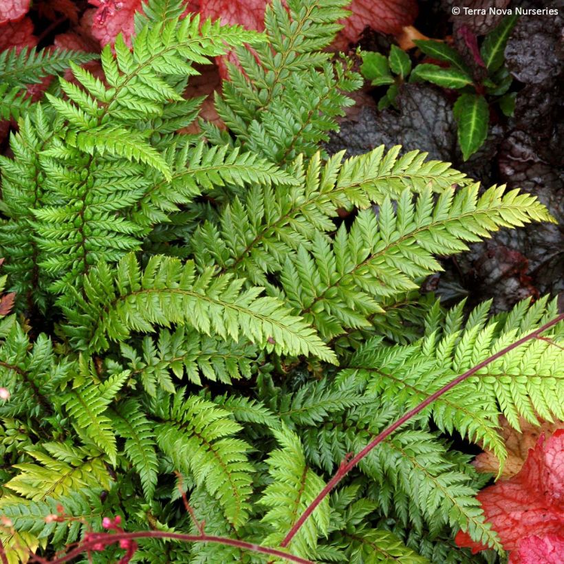 Polystichum Shiny Holy Fern (Porto)