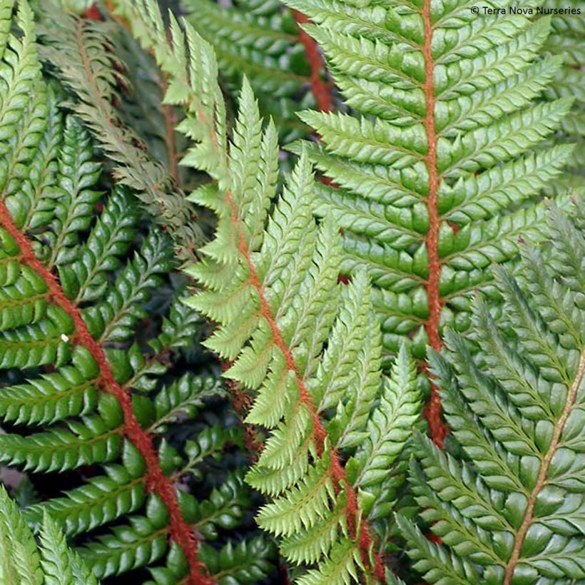 Polystichum Shiny Holy Fern (Fogliame)