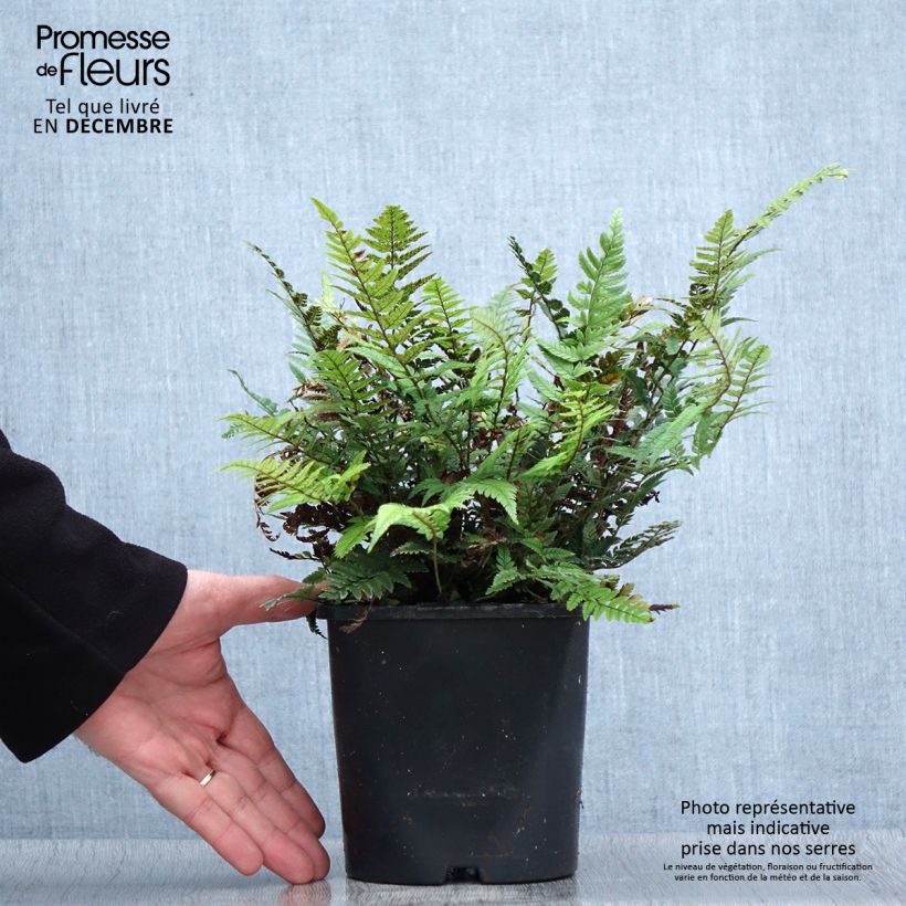 Polystichum tsus-simense - Aspidie, fougère Pot de 2L esemplare consegnato in inverno