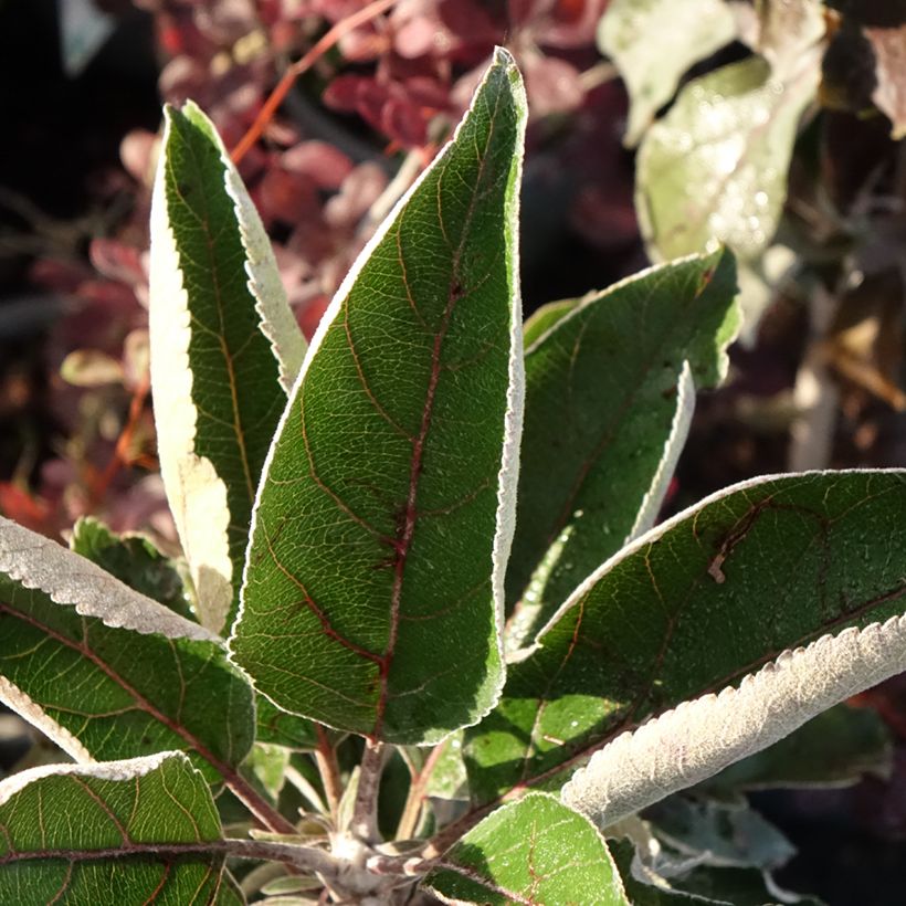 Melo nano Red Leaf (Fogliame)