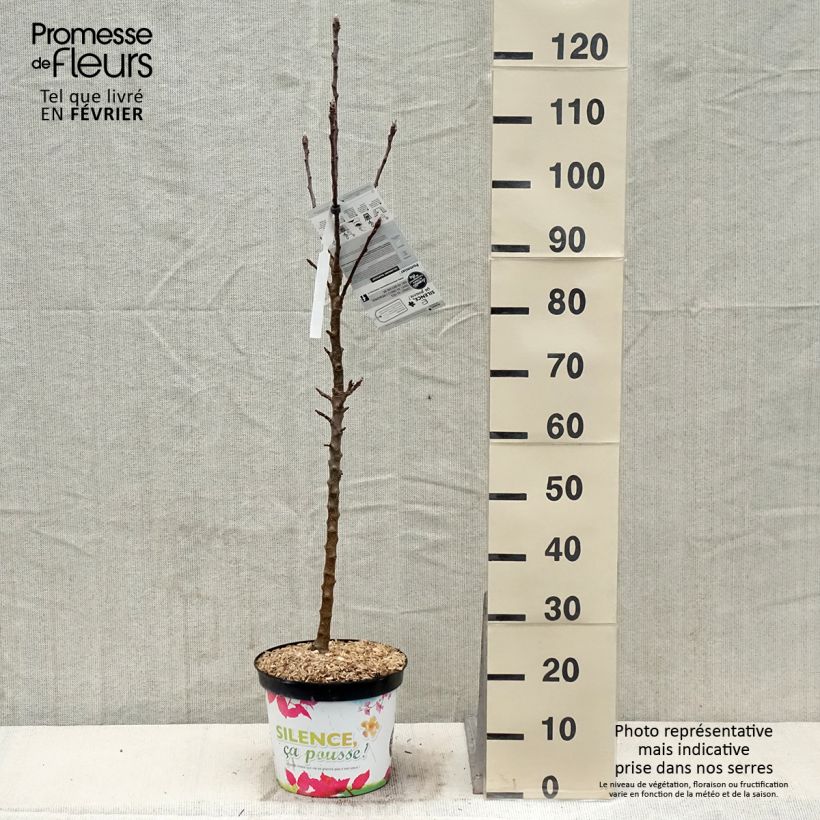 Pommier colonnaire Rhapsodie Pot de 7L esemplare consegnato in inverno