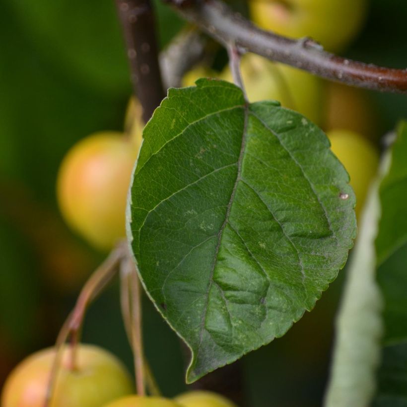 Malus Golden Hornet - Melo da fiore (Fogliame)