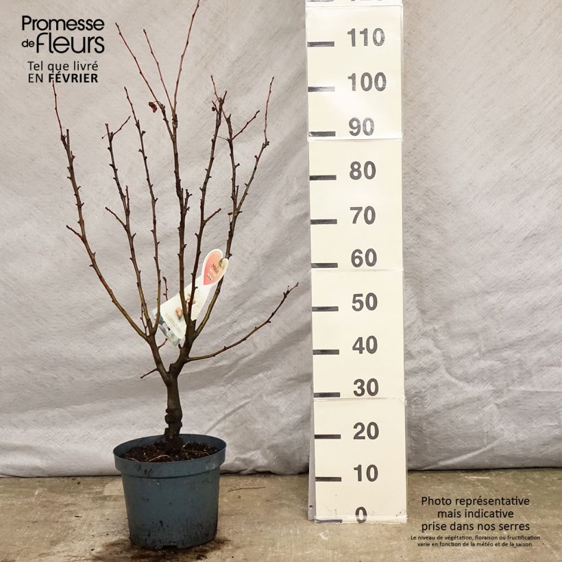 Pommier d'ornement - Malus Golden Hornet en pot de 5L  esemplare consegnato in inverno