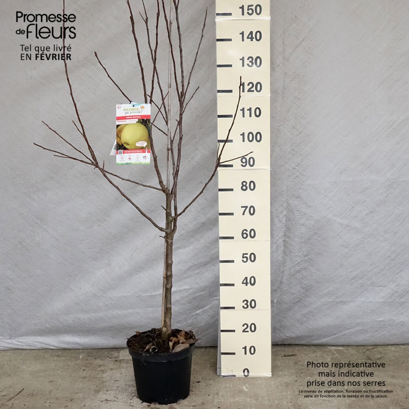 Pommier Golden Delicious - Gobelet en pot de 10L esemplare consegnato in inverno