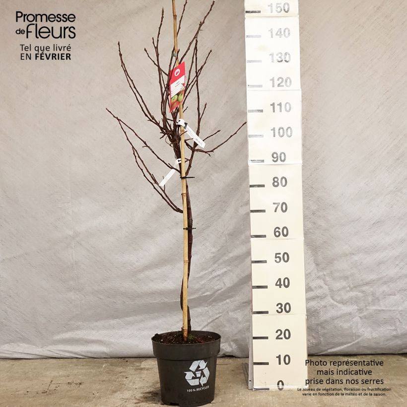 Pommier - Malus domestica Braeburn Pot de 10L Gobelet esemplare consegnato in inverno