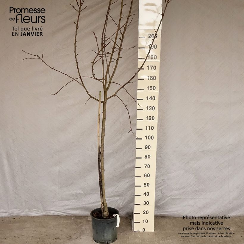 Pommier - Malus domestica Idared Demi-tige en pot de 12l/15l esemplare consegnato in inverno