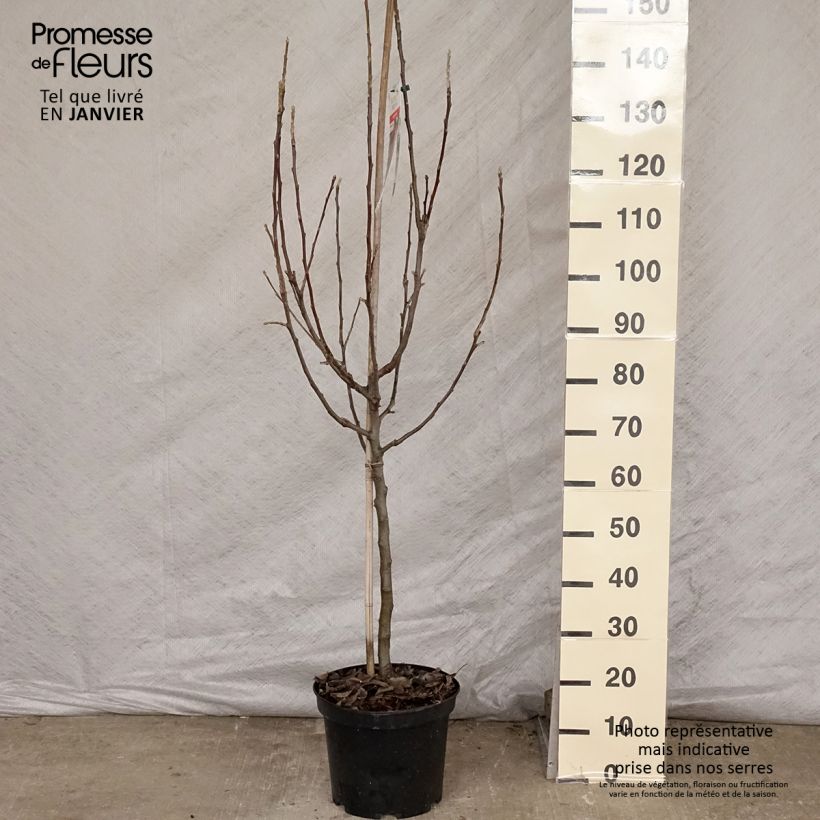 Pommier - Malus domestica Idared Gobelet en pot de 7,5l/10l esemplare consegnato in inverno