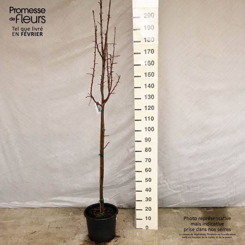 Pommier trilobé - Malus trilobata Pot de 12L/15L esemplare consegnato in inverno