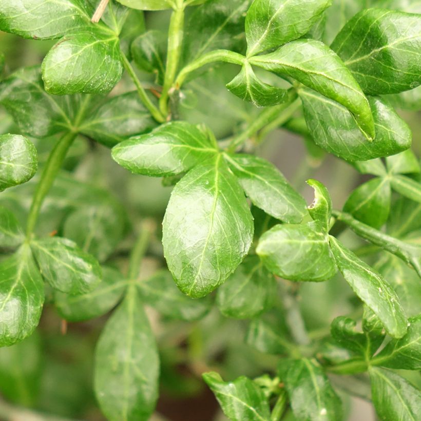 Poncirus trifoliata Flying Dragon - Arancio trifogliato (Fogliame)