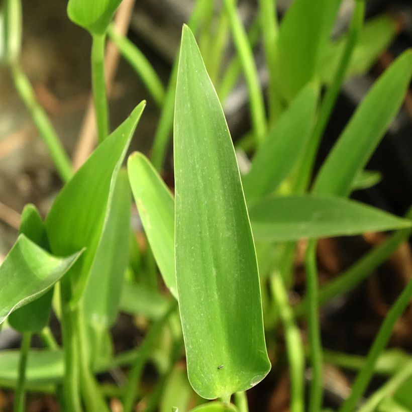 Pontederia lanceolata (Fogliame)