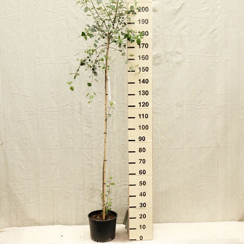 Populus alba - Peuplier blanc, de Hollande - Pot de 7,5L/10L esemplare consegnato in primavera