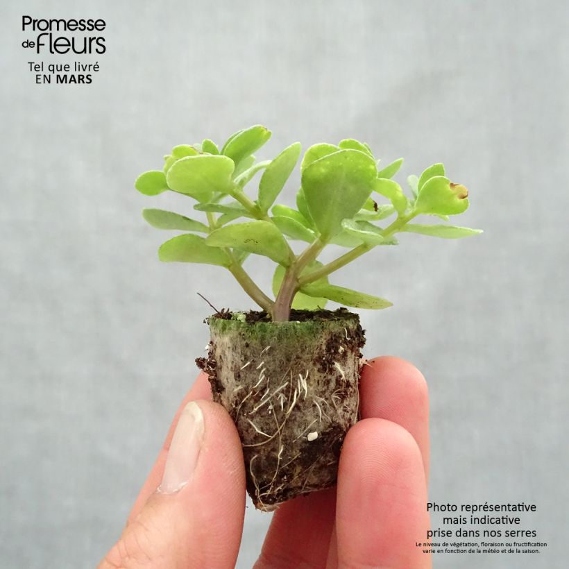 Portulaca Pazzaz Nano Yellow Twist - Mini-motte Ø 3/4 cm esemplare consegnato in primavera