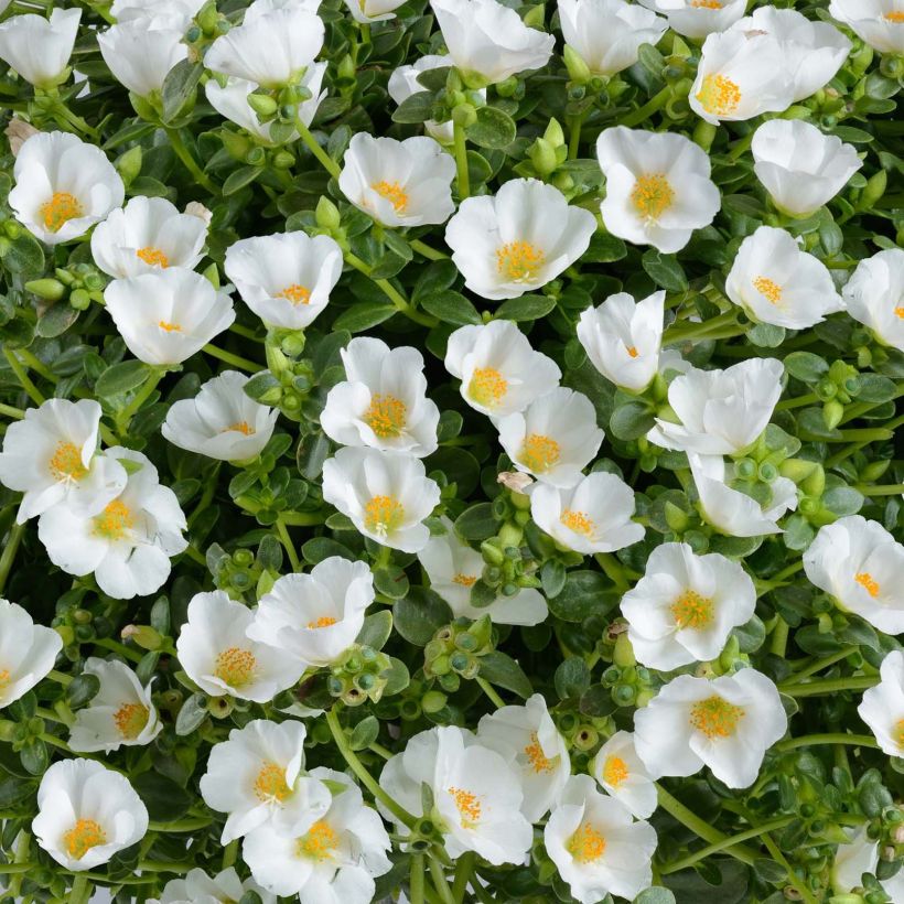 Portulaca Pazzaz White (Fioritura)