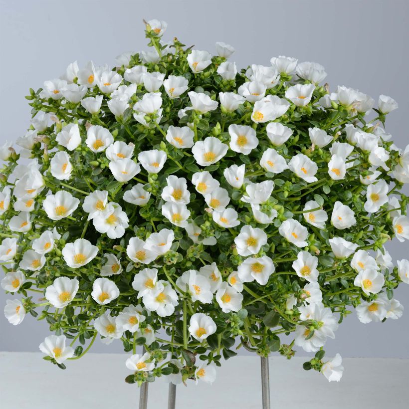 Portulaca Pazzaz White (Porto)