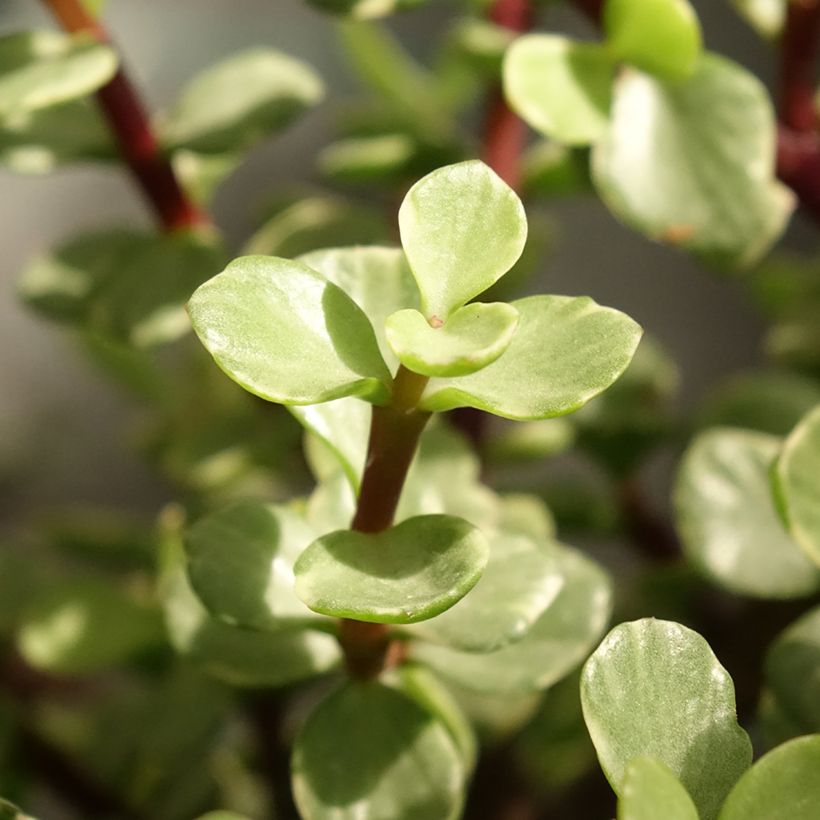 Portulacaria afra Variegata (Fogliame)