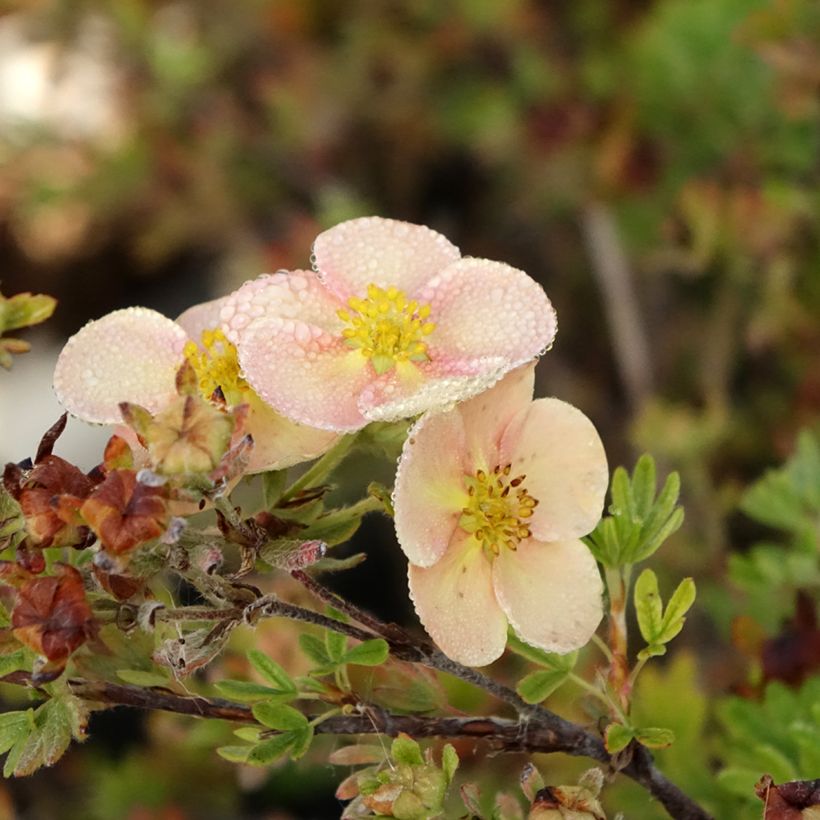 Potentilla fruticosa Glamour Girl (Fioritura)