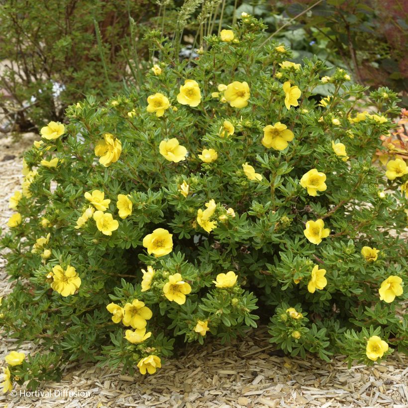 Potentilla fruticosa Double Punch Gold (Porto)