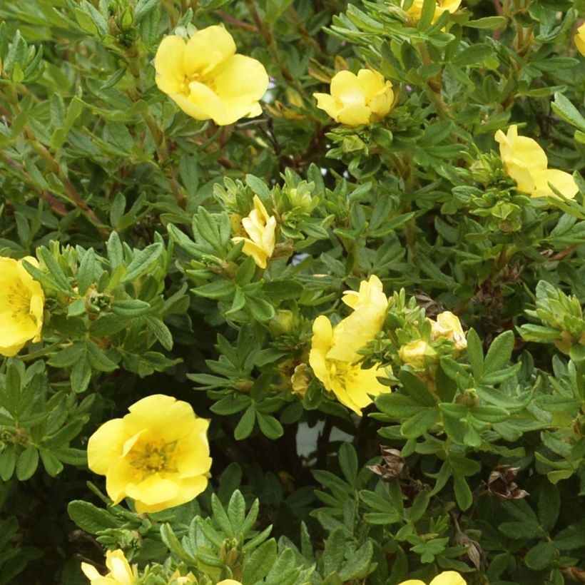 Potentilla fruticosa Double Punch Gold (Fogliame)