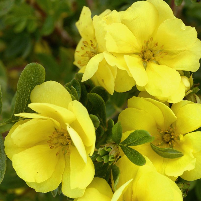 Potentilla fruticosa Double Punch Gold (Fioritura)