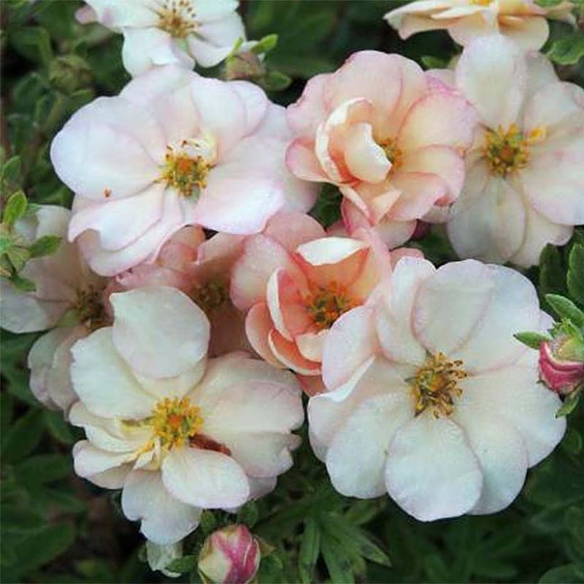 Potentilla fruticosa Double Punch Pastel (Fioritura)