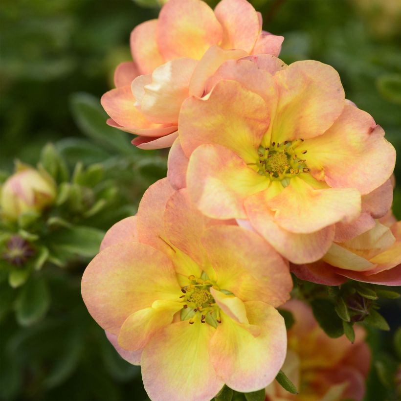 Potentilla fruticosa Double Punch Peach (Fioritura)