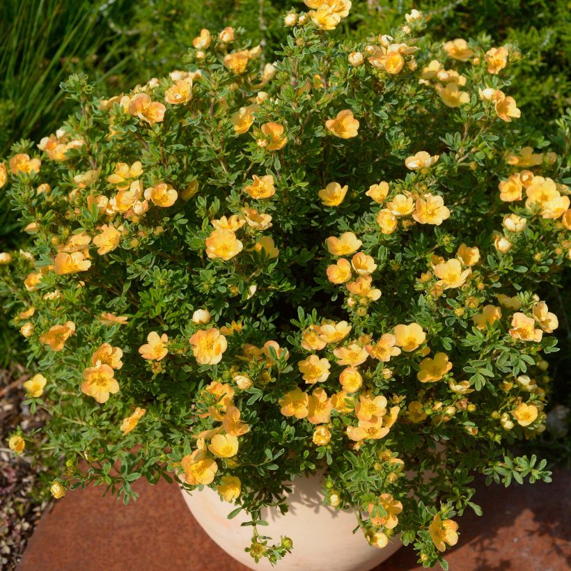 Potentilla fruticosa Double Punch Peach (Porto)