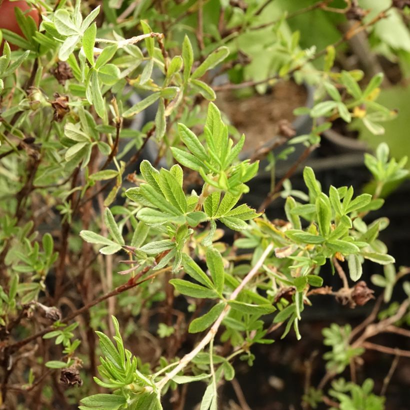 Potentilla fruticosa Princess Pink Queen (Fogliame)