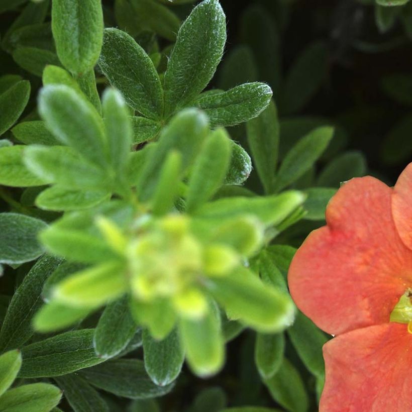 Potentilla fruticosa Red'issima (Fogliame)