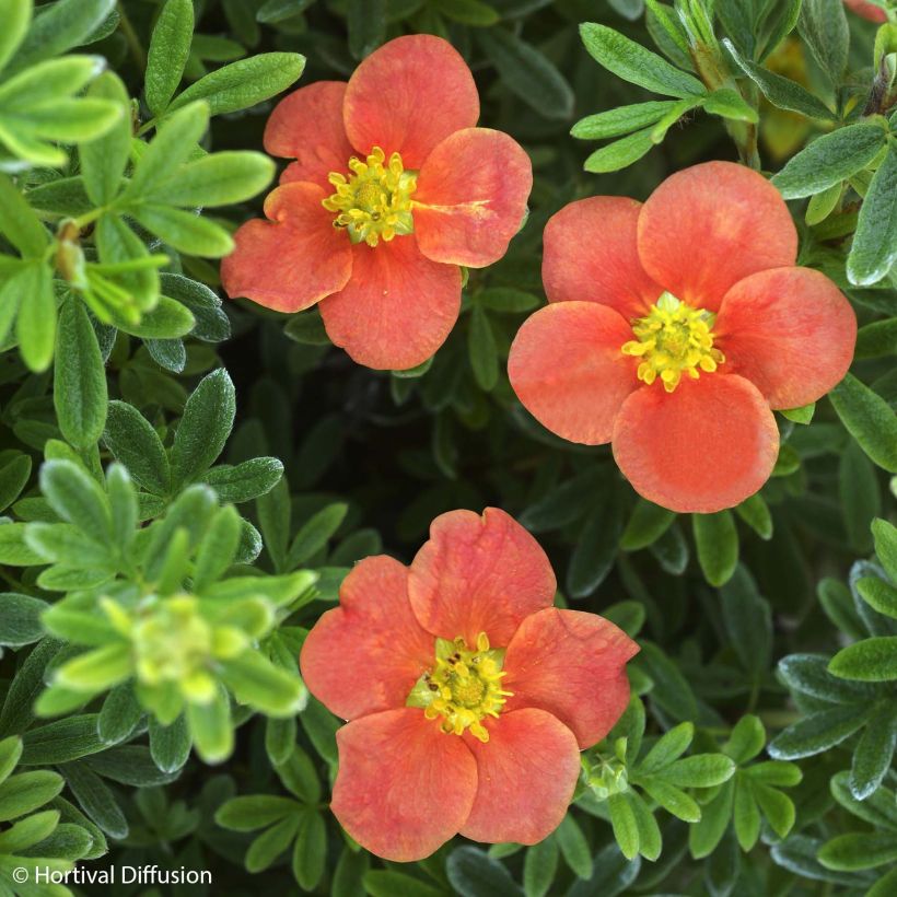 Potentilla fruticosa Red'issima (Fioritura)