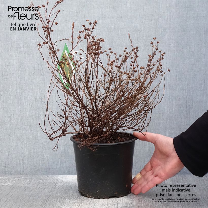 Potentilla fruticosa Tangerine - Potentille arbustive en pot de 2/3L esemplare consegnato in inverno