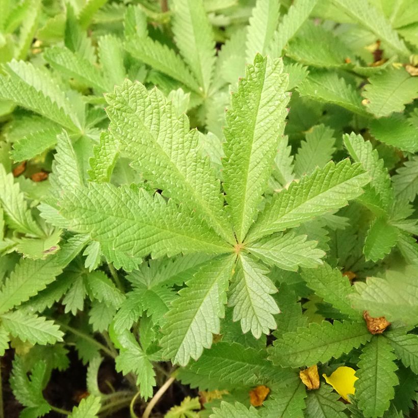 Potentilla recta var. sulphurea (Fogliame)